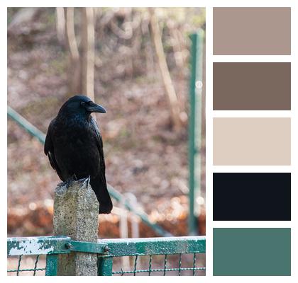 Crow Raven Bird Bird Image